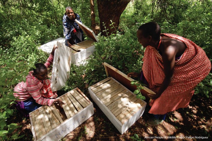 Modern Beekeeping training